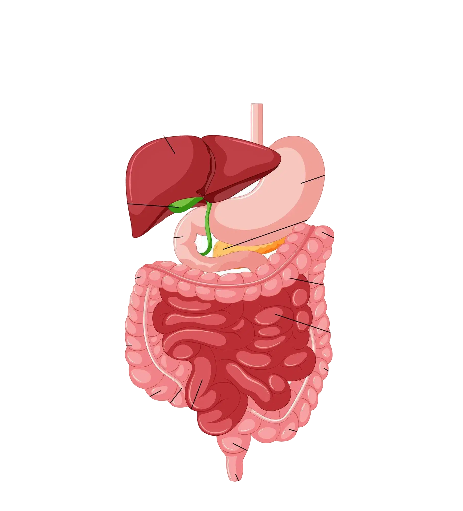 How does the digestive system work?